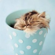 '''..((^^)),,КотЯт@:)+&и вСЁ о Них,,,^^+++ группа в Моем Мире.