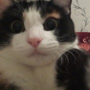 Катя Клондайк on My World.