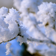 * Иван-чай on My World.