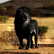 BLACK LION on My World.