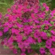 Гуля Семенова on My World.