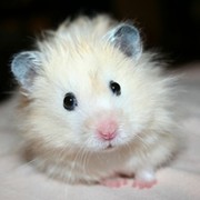 Small Hamster on My World.