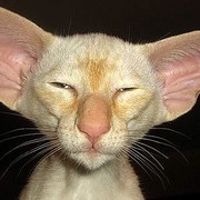 Гульбарий Ухин on My World.
