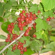 Оксана Шаповалова on My World.