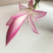 ИРИНА СТЕПАНОВА on My World.